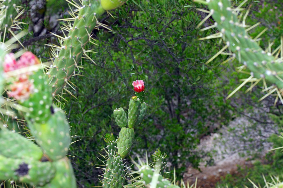 Austrocylindropuntia subulata / Opunzia subulata
